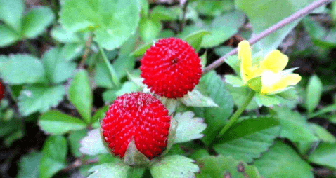 蛇确实爱吐,但它吐的是信子,而且也不少吐掉,而是伸出来收集空气中的