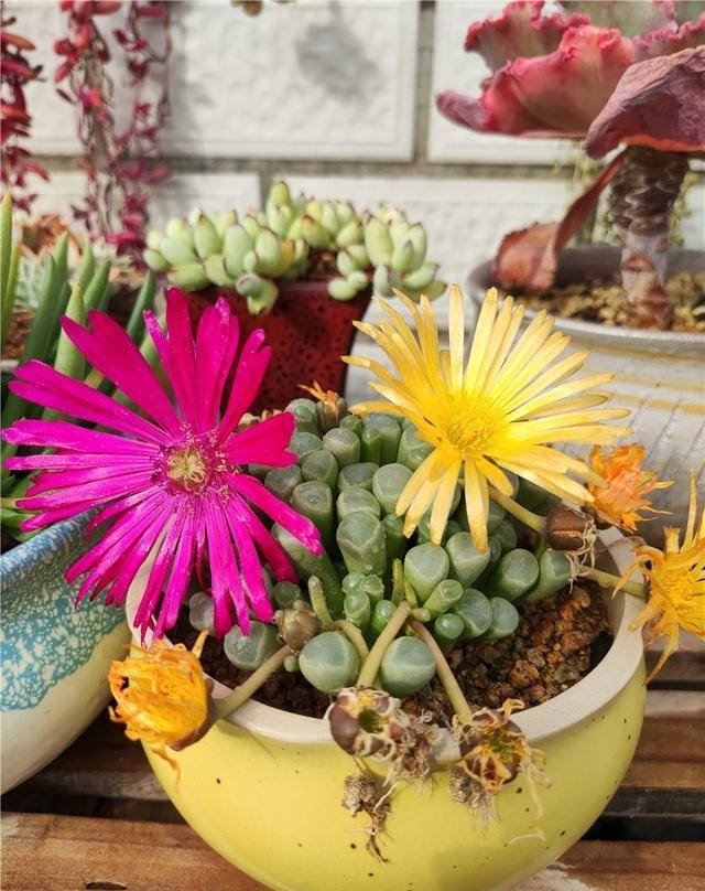 原创听说多肉开花老内卷了