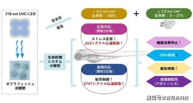 罕见 为uvc Led应用于人体提供安全依据 日本三重大学做了这样的实验 研究 Nm Cm