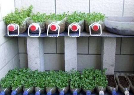 1个空油桶,剪开就是"两个盆",种上"3种菜",天天有收获空油桶种菜的