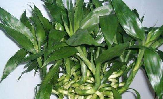 富贵竹怎么养才不会发黄 9365ec2e389746ff8bb17702e47a7821.jpeg