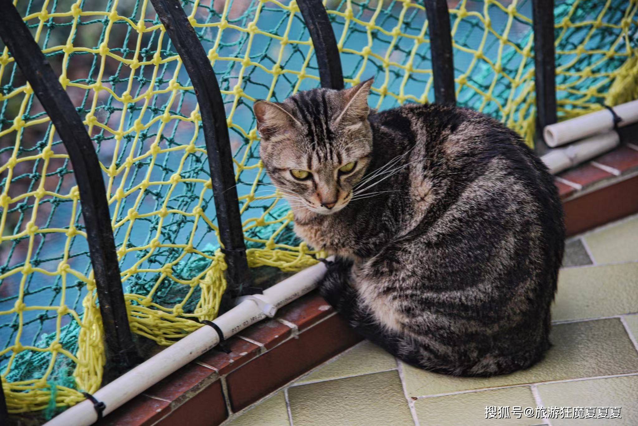 澳门路环的猫舍 一栋楼里住着上百只猫 背后的故事却让人心酸 主人 猫咪 社会安定
