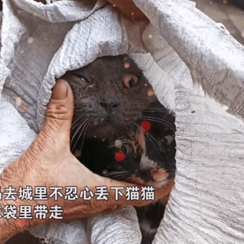 妈妈去城里时不忍心丢下猫将猫咪装在麻袋里带你们一起走