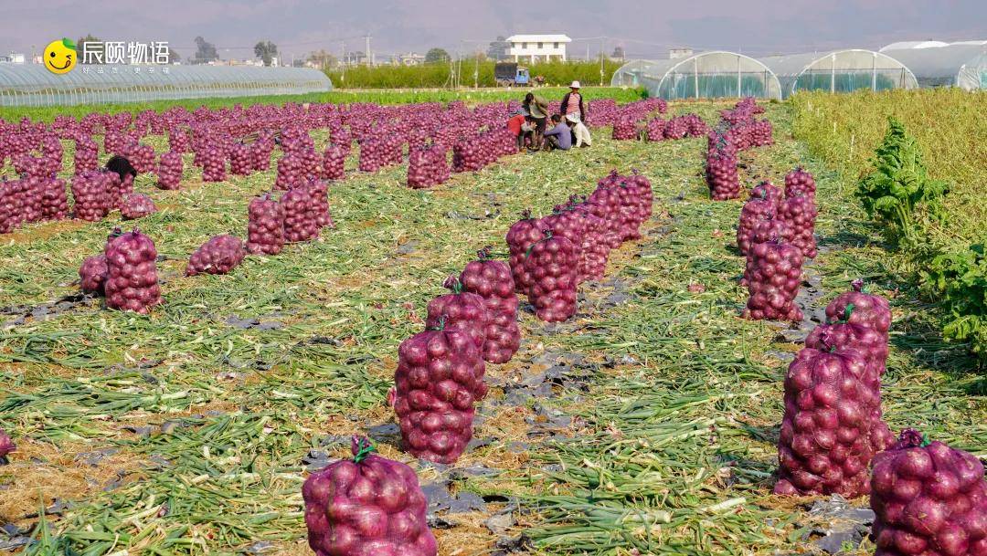 辰颐物语云南紫皮洋葱:辛辣带甜,好吃到"流泪"!_种植_人体_村民