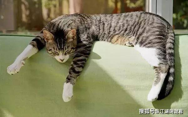 因为狸花猫为什么喜欢和主人睡觉？其中的原因，看完觉得太暖心了