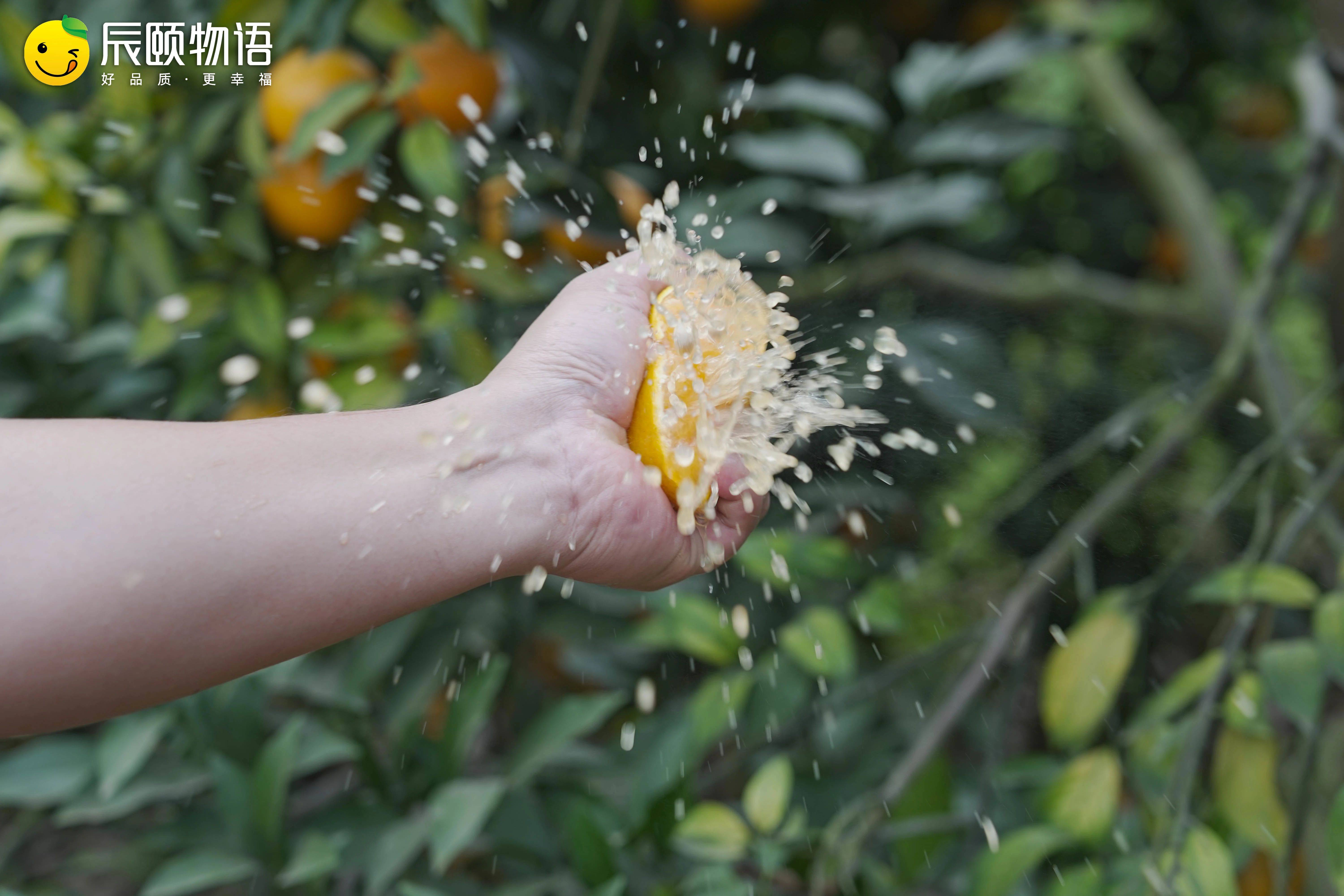 辰颐物语正宗红江橙被定为国宴佳果多汁化渣橙味浓郁