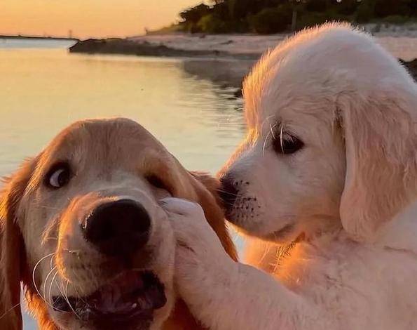 生活|网友说:养狗后,这8个“副作用”太强,一般人承