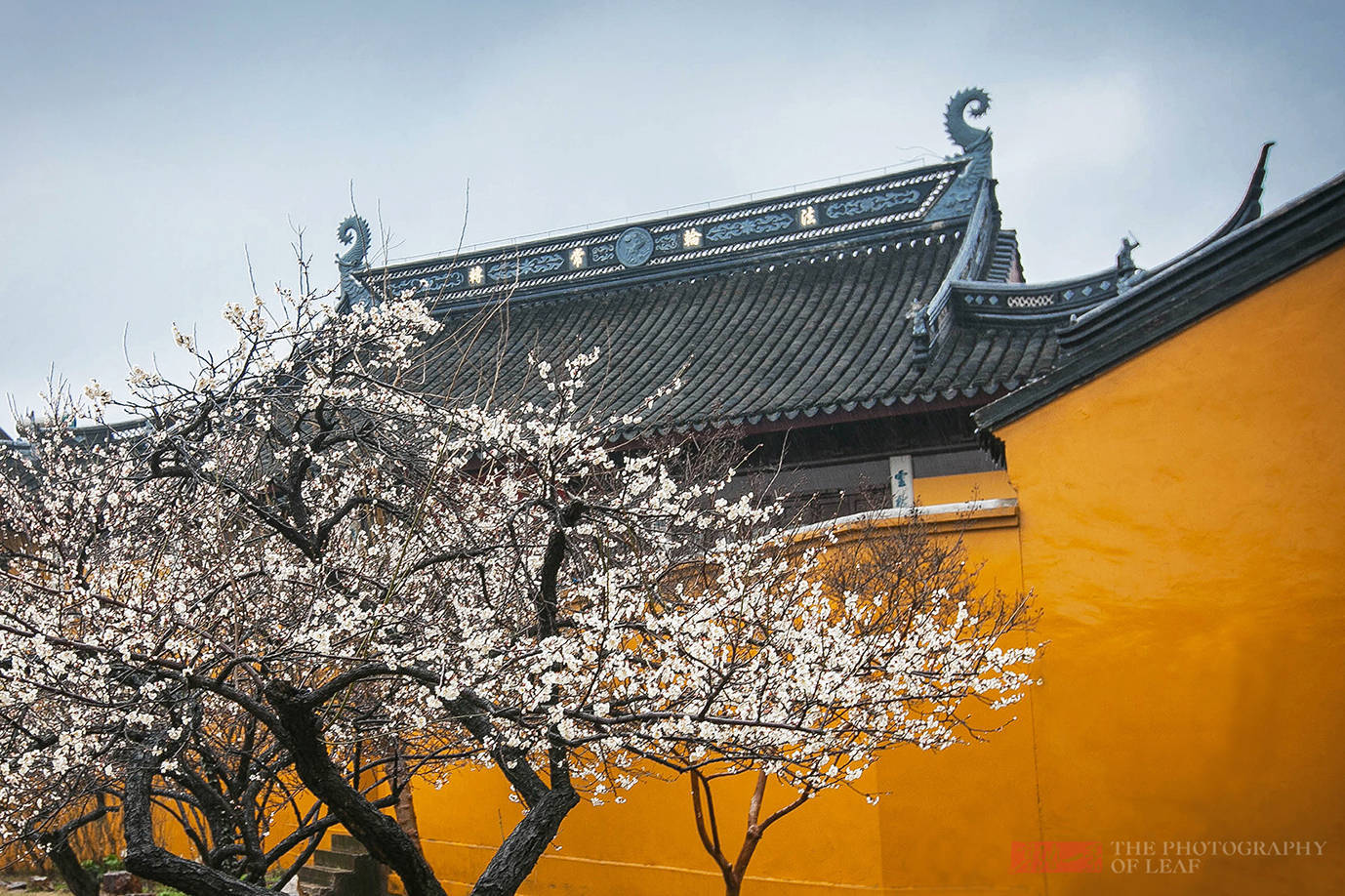 奇景|苏州这棵树被雷劈成两半，1900多年还活着，乾隆赐名“清奇古怪”