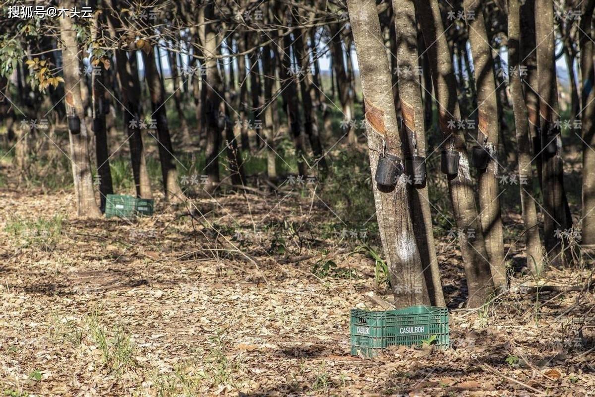 印度橡胶木价格上涨125%_橡胶树_影响_我国