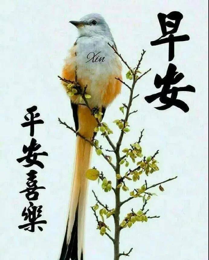 原创8张创意唯美春天早安早上好图片带字带祝福语最美春日早上好问候