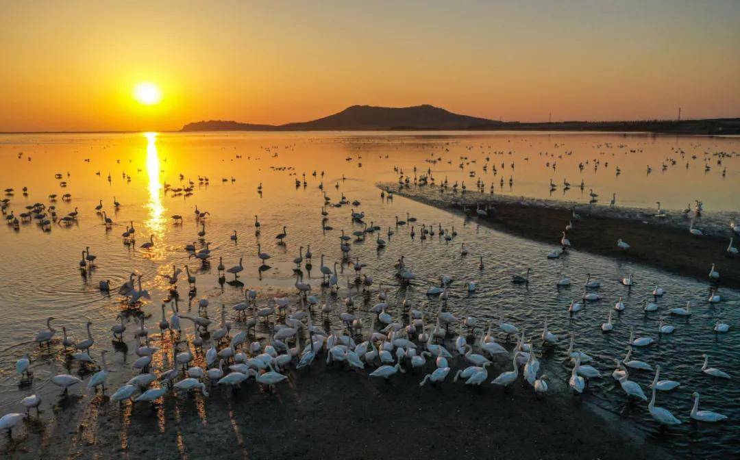 护航国际迁飞荣成大天鹅保护区加入eaafp迁飞区保护地网络