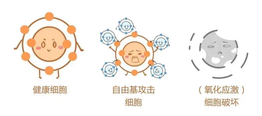 要点3个要点让你掌握有效抗衰。