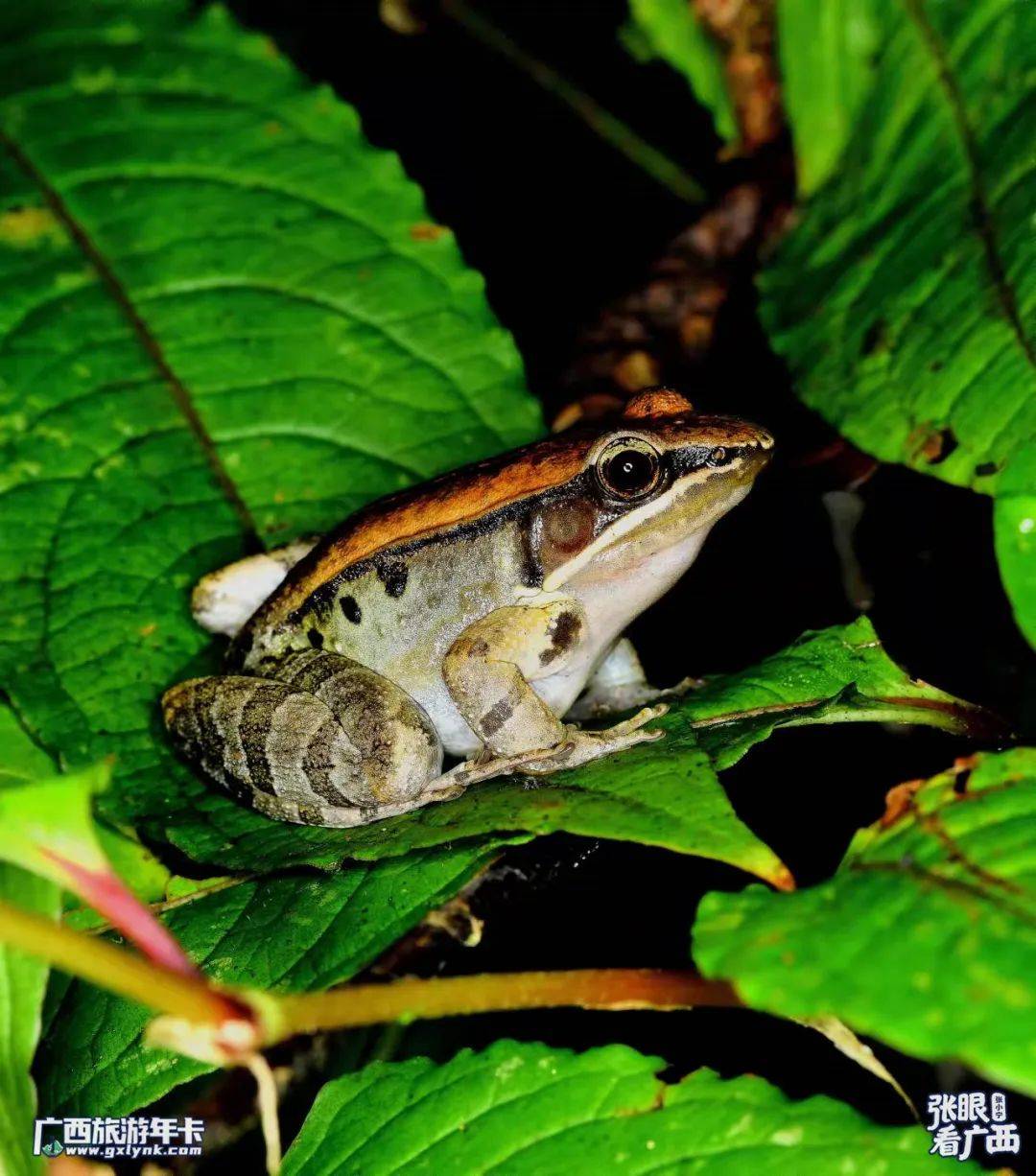 雨水好雨时节蛙鸣迎春广西旅游年卡