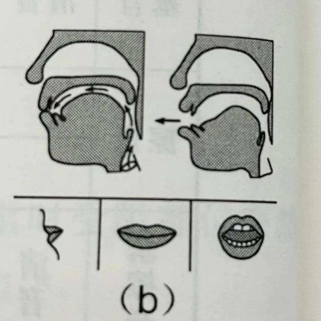 基础发音—b,p,m,f发音及练习