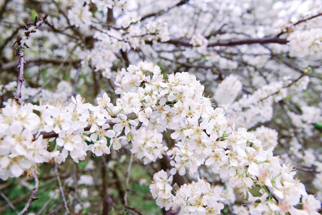 下雪啦韶城各處李花盛開白皚皚一片恰似北國風光