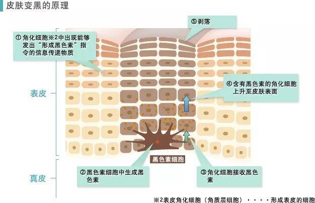 胡萝卜素她全身上下最黑的地方是抹了粉底液的脸？