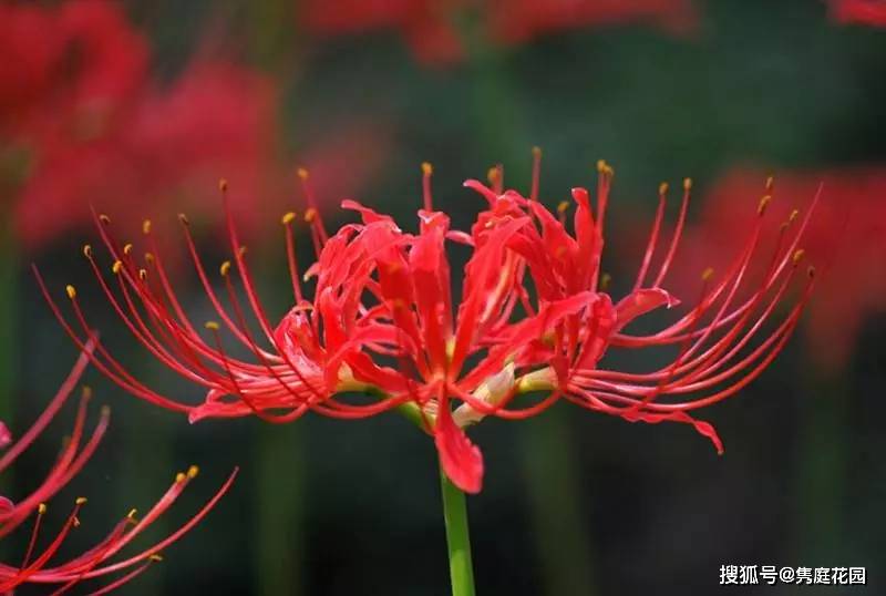 因为有这些花 我每天的生活都是那么生机勃勃 风信子 白色 菖蒲