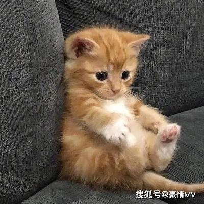 萌猫 萌猫#萌宠#动物可爱的招财猫，呆萌的#狗狗萌猫动感时刻，快来吸