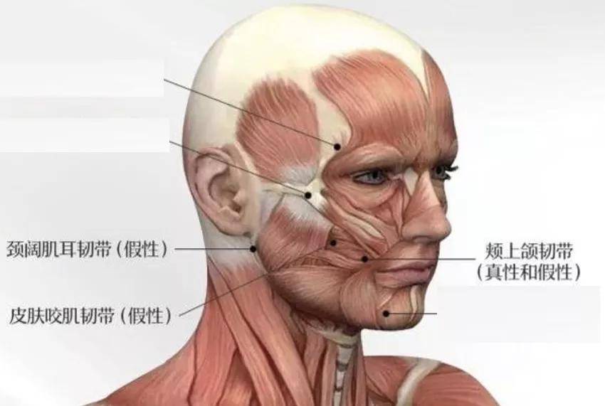 颈阔肌耳韧带图片
