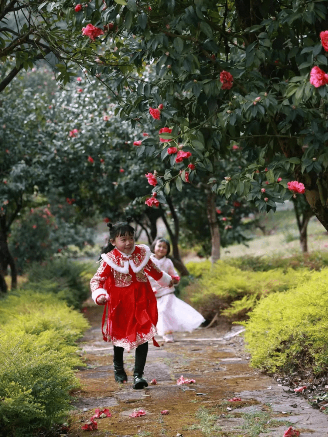 花朵|腾冲来凤茶花园里春色满园