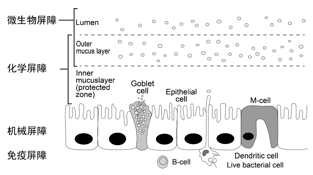 提质增效,保护肠道健康,降低乳仔猪腹泻的风险_屏障_微生物_机械