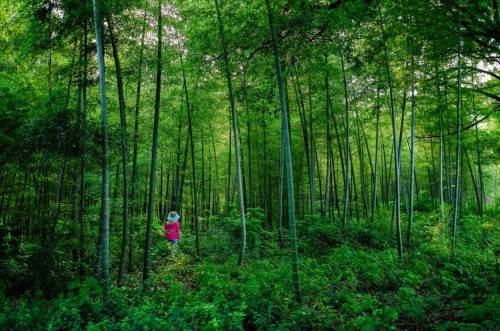 生态|只此青绿，茅山景区开启“低碳旅游”模式