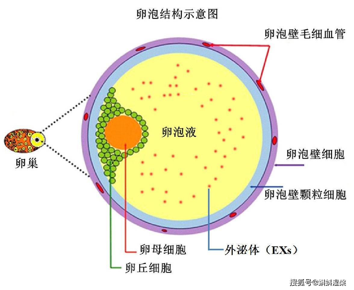 人体卵细胞的结构图片