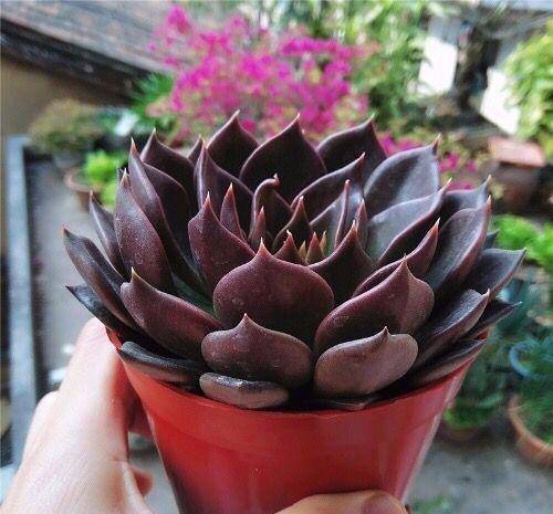 100种常见多肉图名并茂这下不愁叫什么名了 亚美am8旗舰厅 亚美am8是哪里的 亚美am8手机版