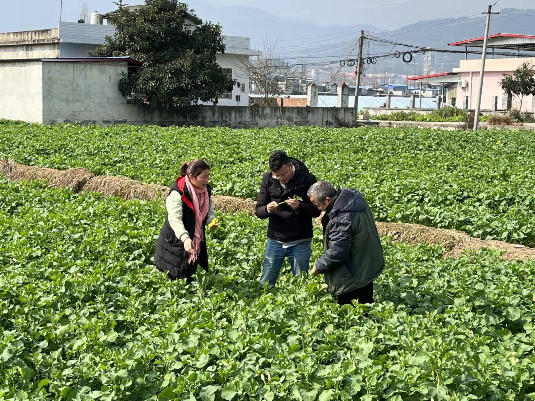 從大城市返鄉創業他在1200畝家庭農場上耕耘未來