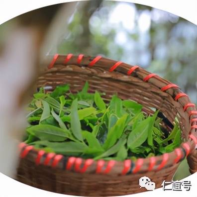 福鼎|云南古树白茶VS福建白茶