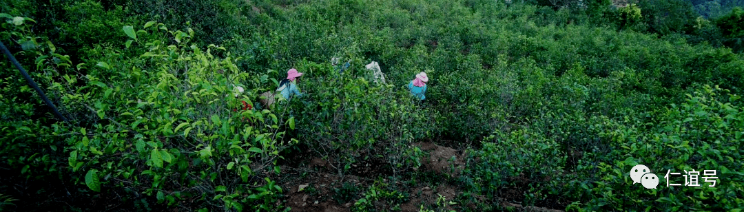 福鼎|云南古树白茶VS福建白茶