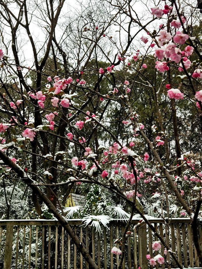 日子|昆明下雪了！春城的雪景真美丽！