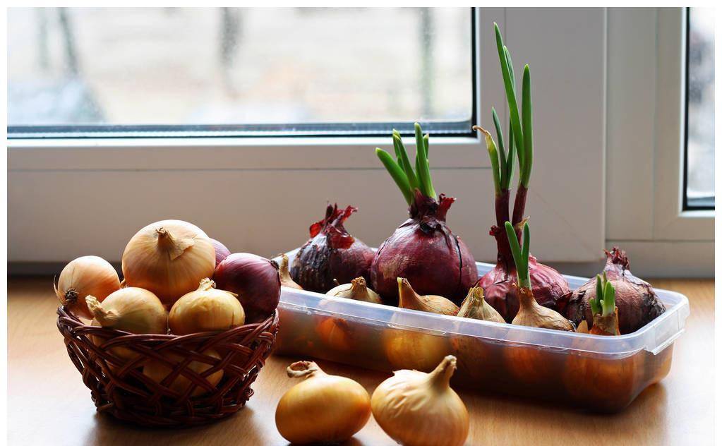  长芽的红薯、土豆、洋葱、生姜、大蒜到底能不能吃？