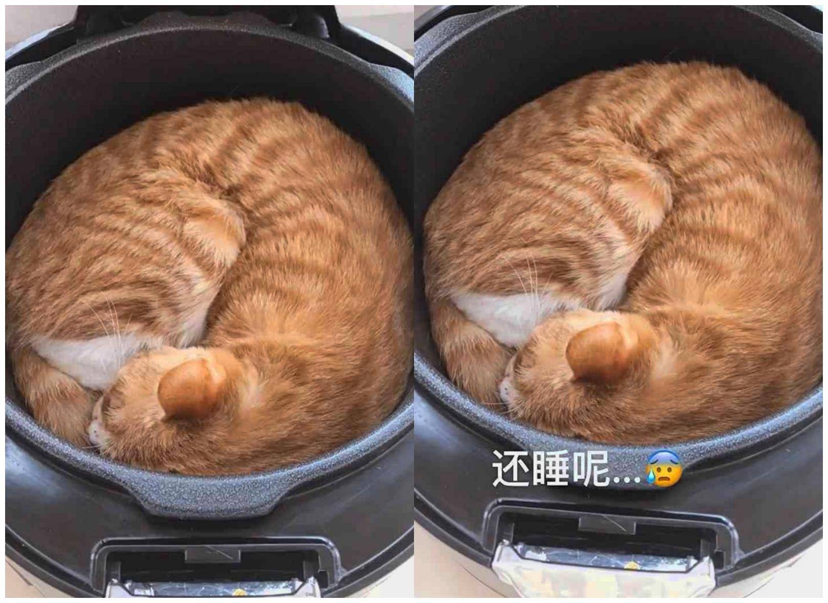 睡觉觉|猫咪在电饭煲中睡觉觉，主人本想骂，看到笑喷