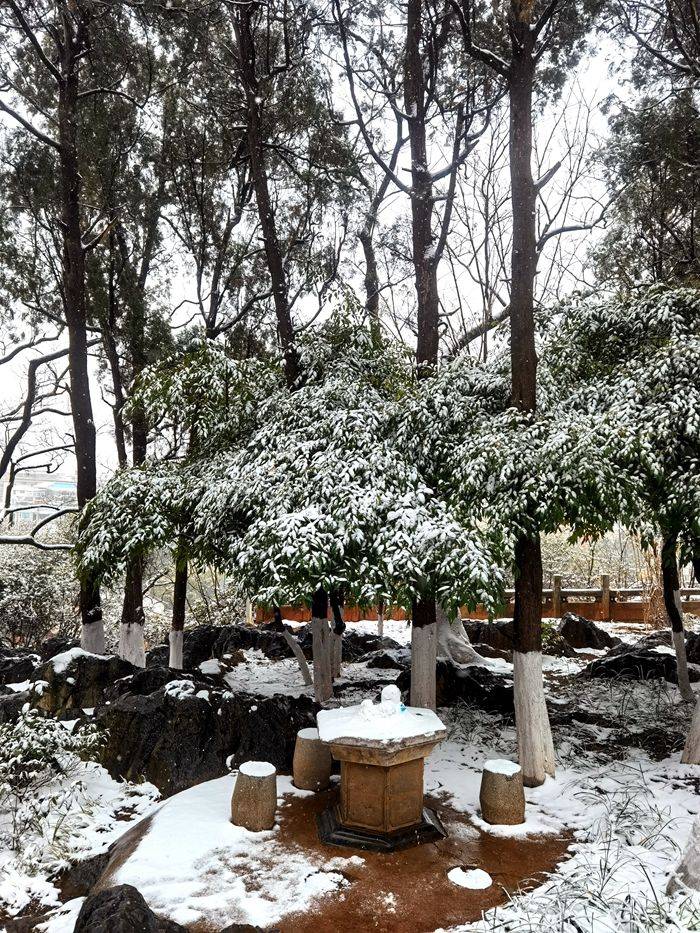 日子|昆明下雪了！春城的雪景真美丽！