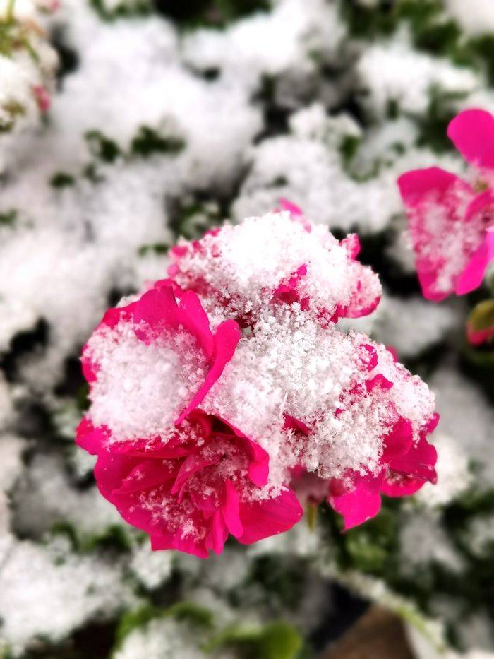 日子|昆明下雪了！春城的雪景真美丽！