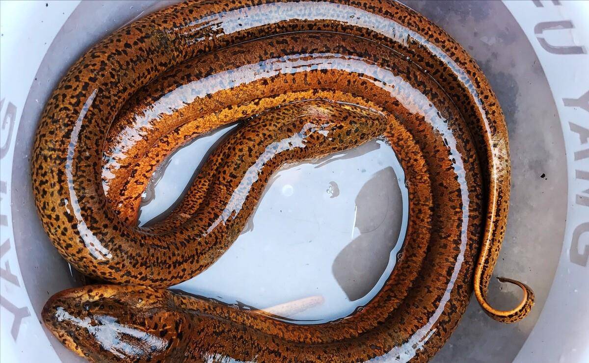 下锅|黄鳝不管怎么做,切忌直接下锅,提前多做2步,又鲜又嫩没腥味