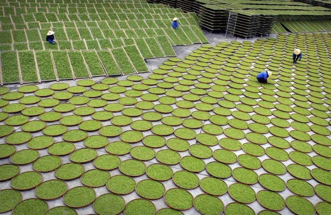 福鼎|权威解答！福鼎白茶抗辐射功效为何如此显著？！