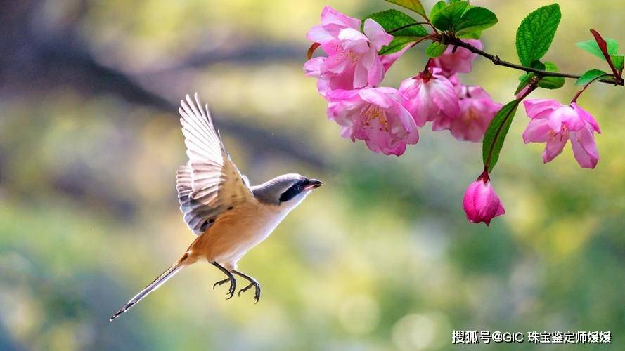 在鸟语花香的季节 佩戴一件满意的首饰踏春 愿世界和平且安宁 来自 鸟鸣 人民