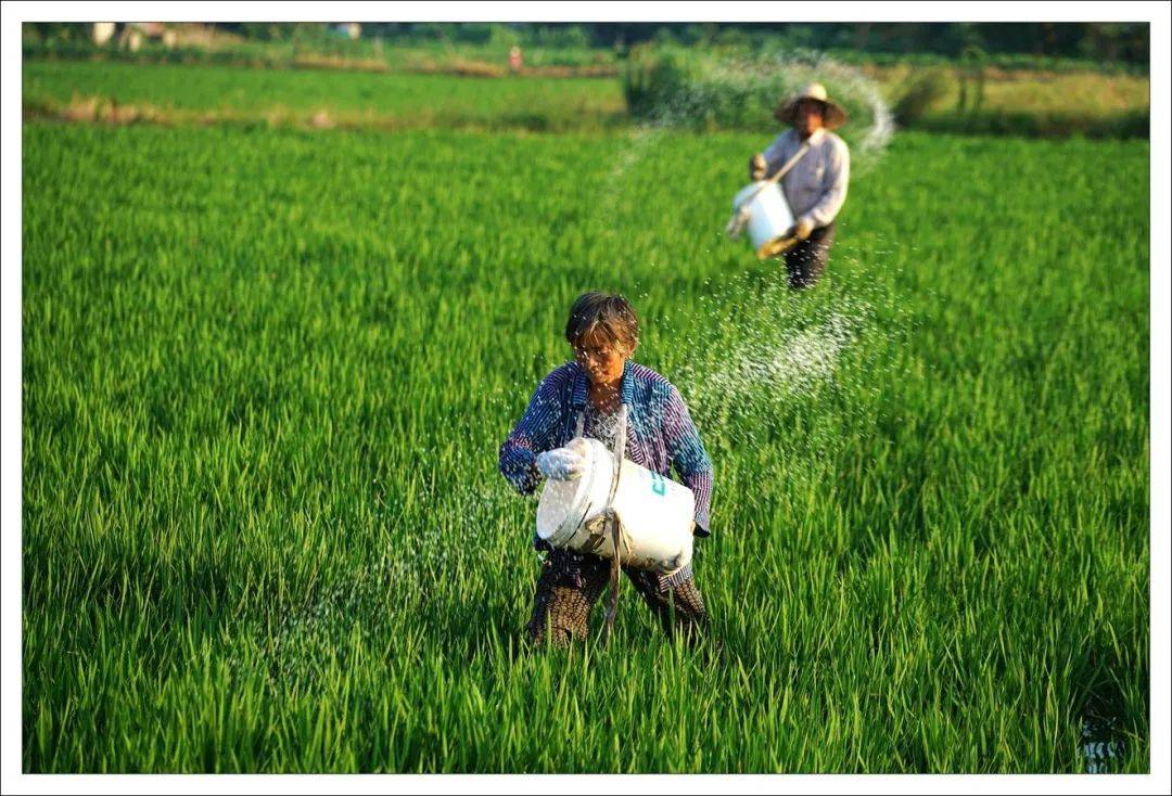 农业知识施肥并不是将肥料施入土壤这么简单需要这样做