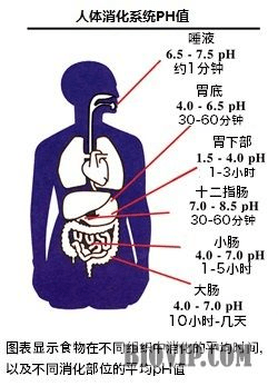 在胃內停留4～6小時,進入小腸消化吸收營養物質需要3～8小時,食物殘渣