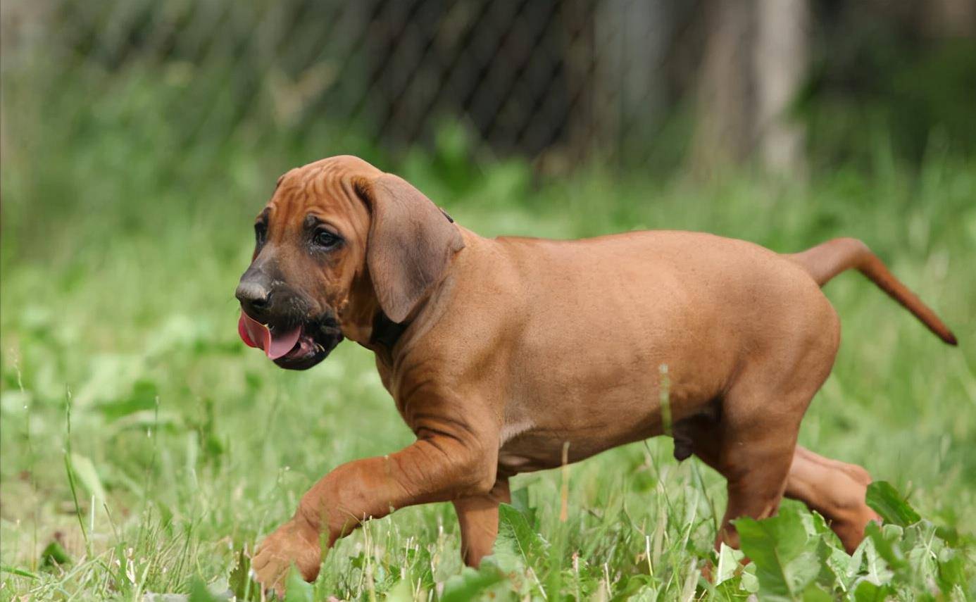 因为|路遇恶狗千万别跑!这几招,关键时刻不要忘记