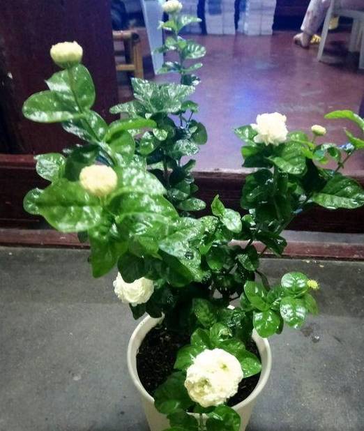 盆栽花怎么使用有机肥 07deeb9113684d78bdc3d2c8923e228a.jpeg