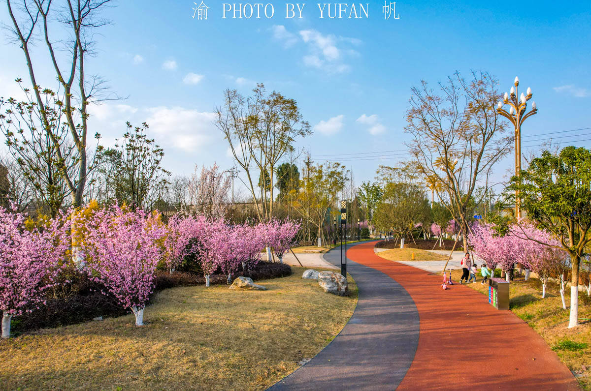 游客|重庆100米宽的潼南大道，成花团锦簇的景观大道，引大量游客打卡