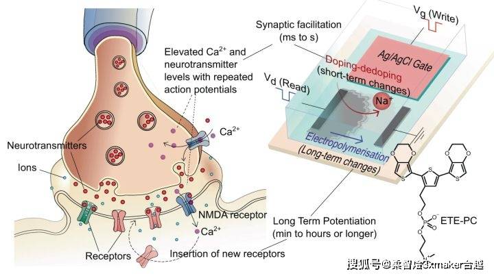 印刷晶體管來模擬生物系統的神經元和突觸