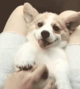 精力|如何俘获狗狗的心，今天把压箱底的几招告诉你