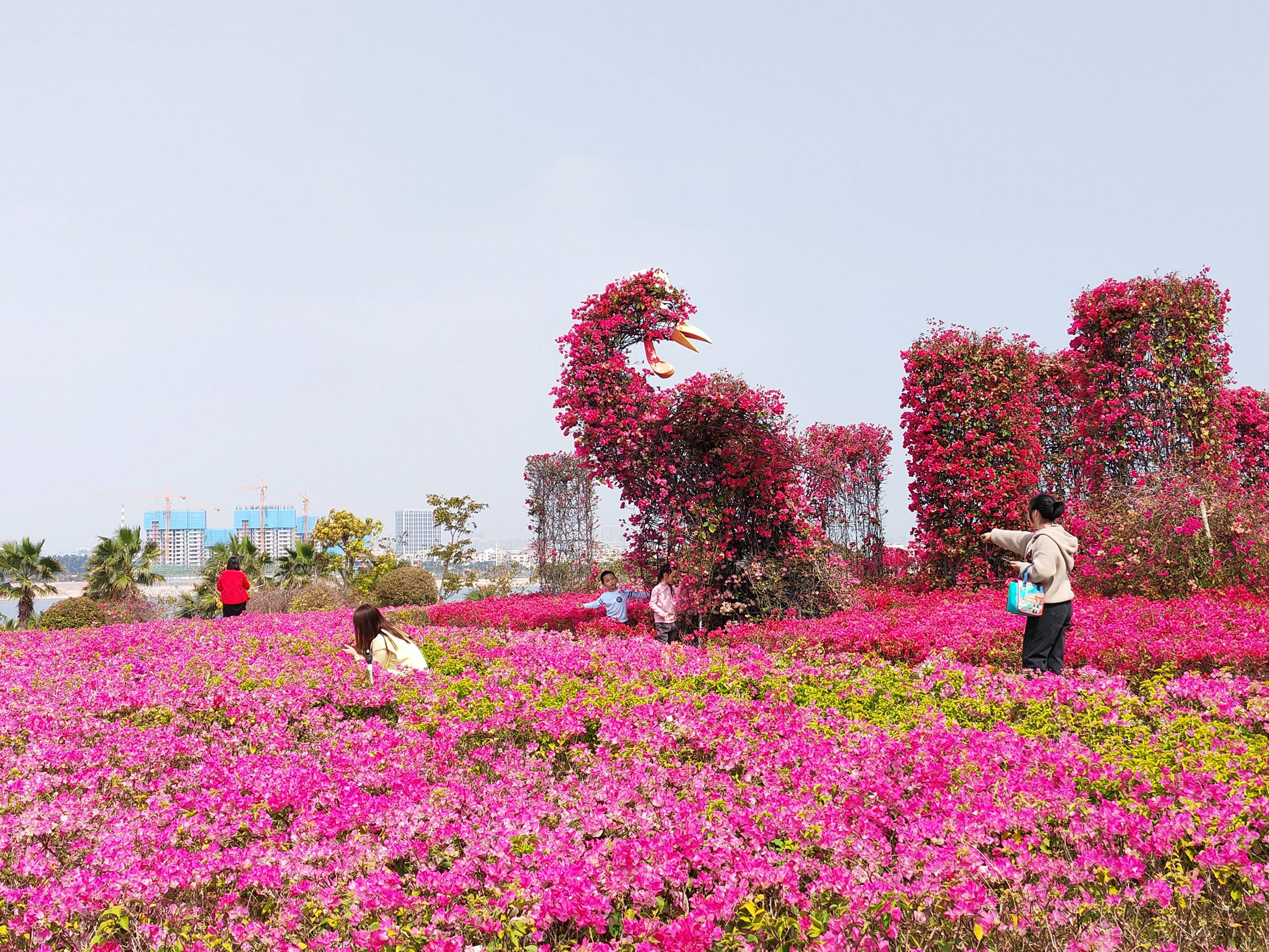 厦门马銮湾生态三岛公园亮相,三角梅花海惊艳,市民纷纷前来打卡