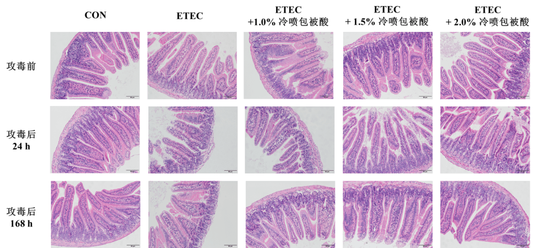 试验连载7冷喷爱酸灵对etec感染小鼠肠道保护作用的研究