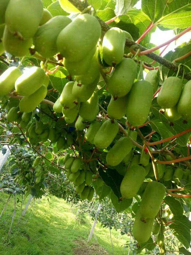 院里种点软枣猕猴桃果树,公母配比成对养,结果更多,还能当盆景