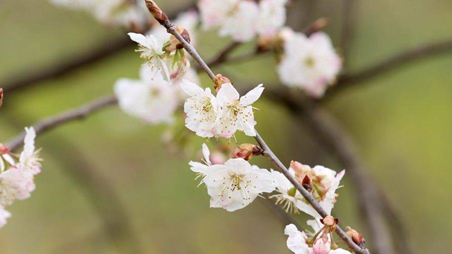 维新镇|贵州纳雍：万亩樱桃花开春意浓